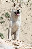 AKITA AMERICAIN 078